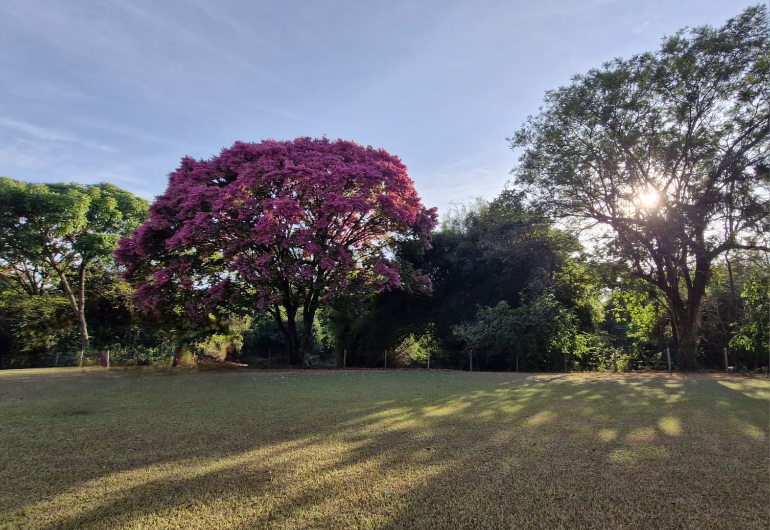 Ipê roxo florido em gramado verde ensolarado