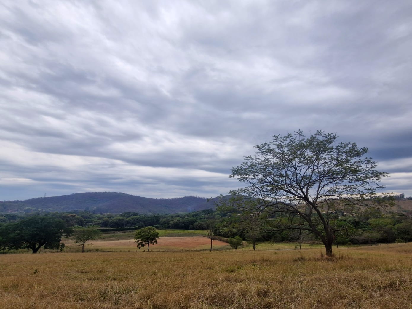 Campo aberto com árvore solitária e colinas sob céu nublado