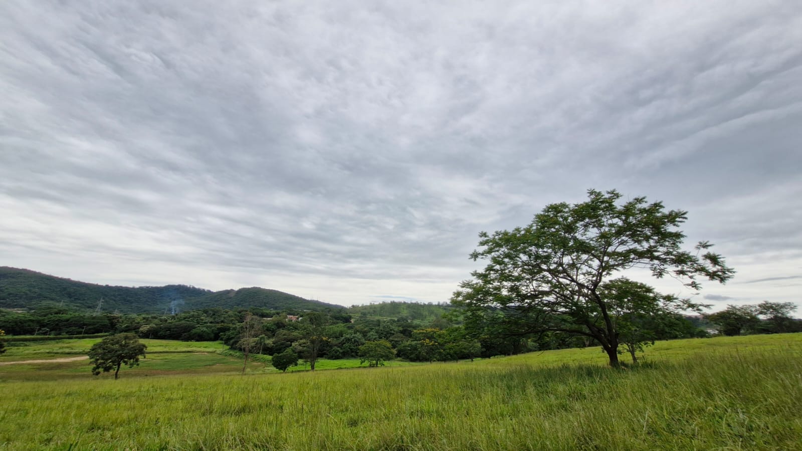 Campo verde amplo com árvore e colinas ao fundo