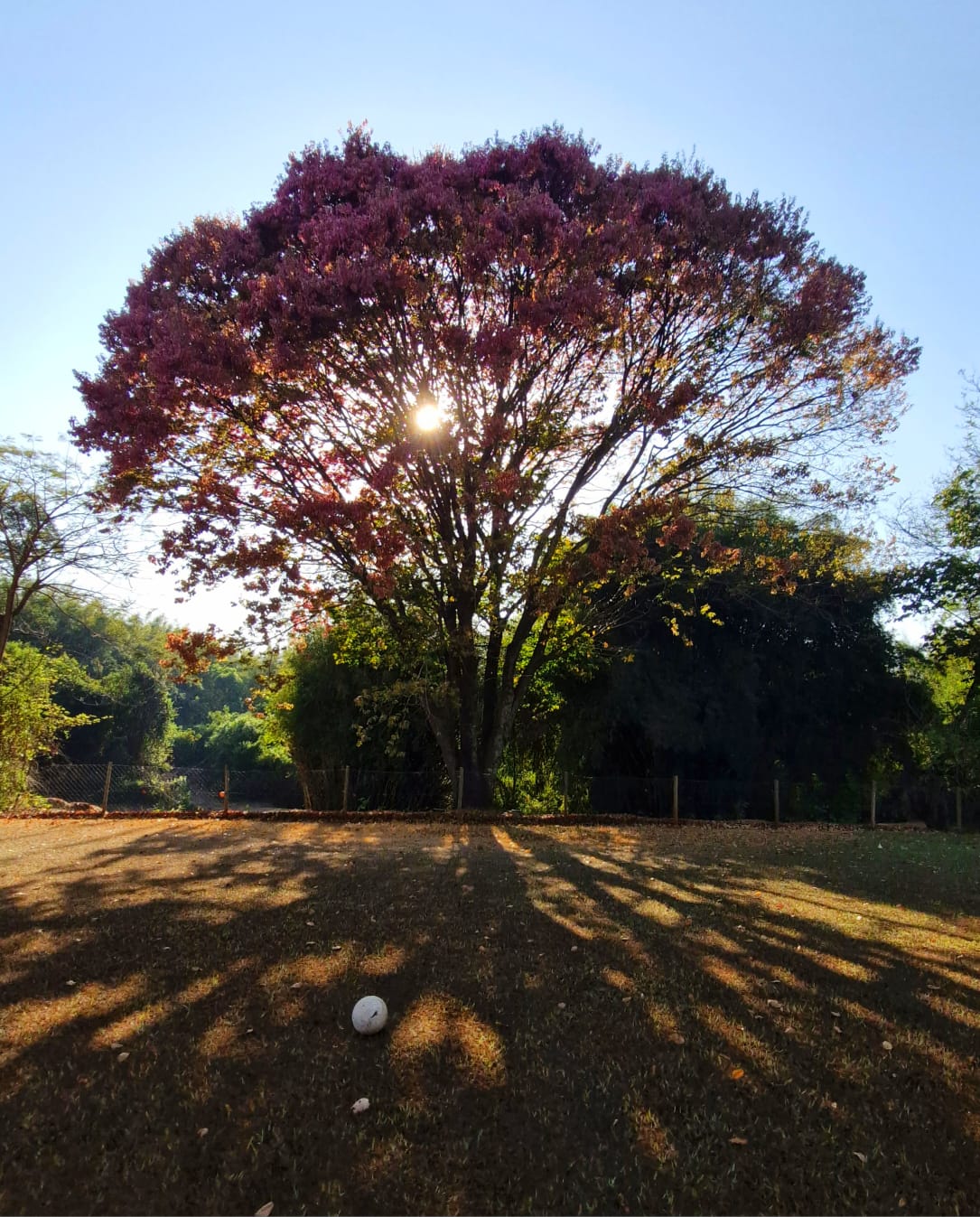 Ipê roxo com sol filtrando entre galhos e sombras no gramado