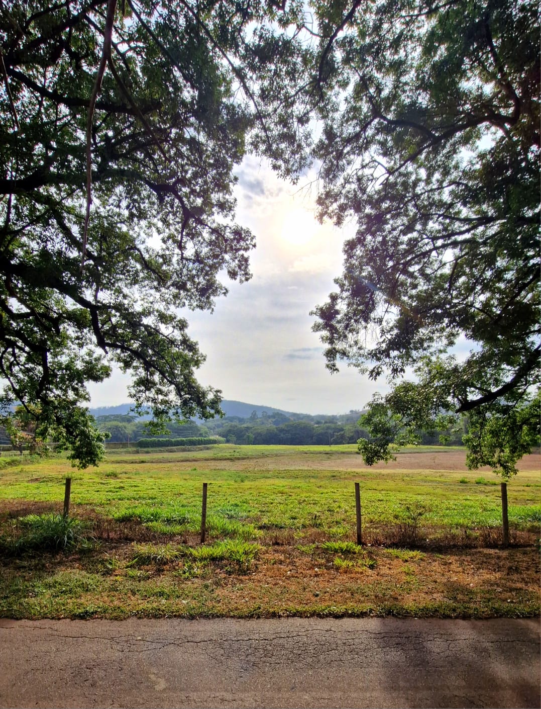 Vista emoldurada por copas de árvores para campo verde e colinas