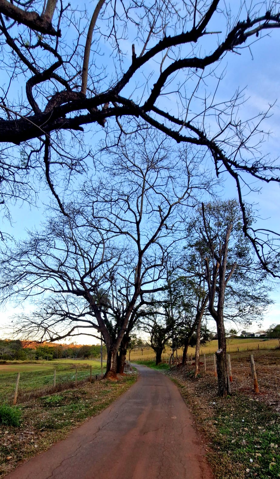 Caminho entre árvores com galhos formando arco natural
