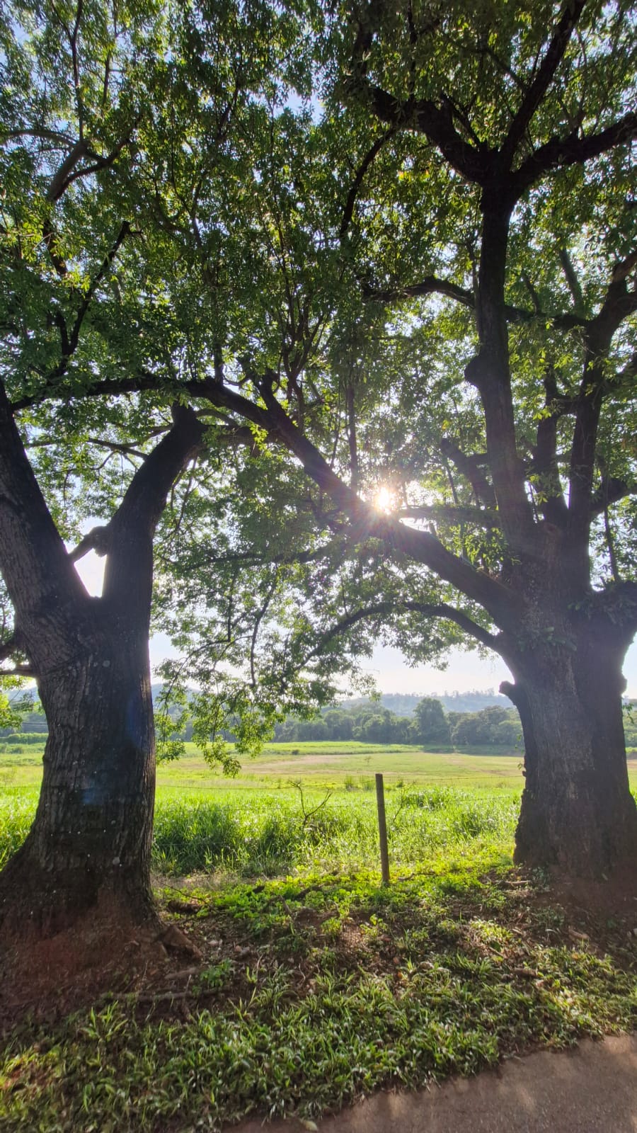 Duas grandes árvores com folhagem verde e sol ao fundo